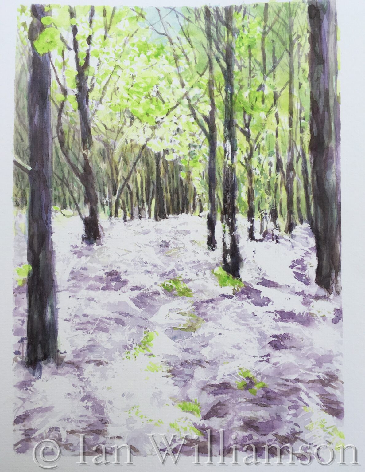 Crostwight Woods, Norfolk